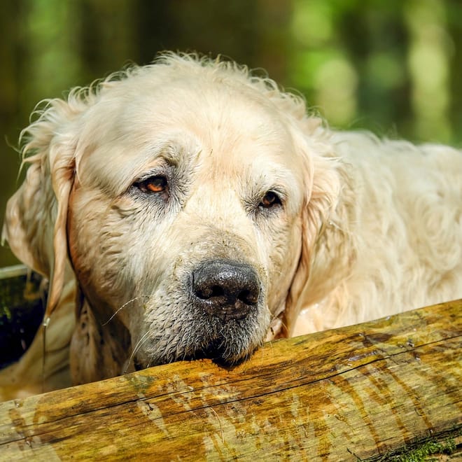 Image of: When Is a Golden Retriever Considered a Senior Dog?