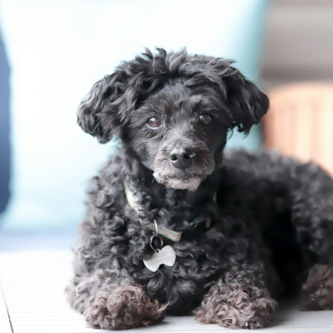 Image of: 5 Beautiful Truths You Only Learn From Growing Old With a Dog