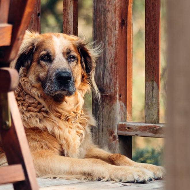 Image of: 7 Keepsakes Every Senior Dog Parent Will Treasure Forever