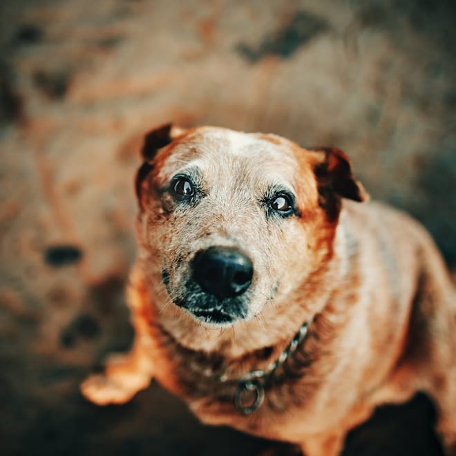 Image of: 13 Reasons Senior Dogs Make Life Infinitely Better
