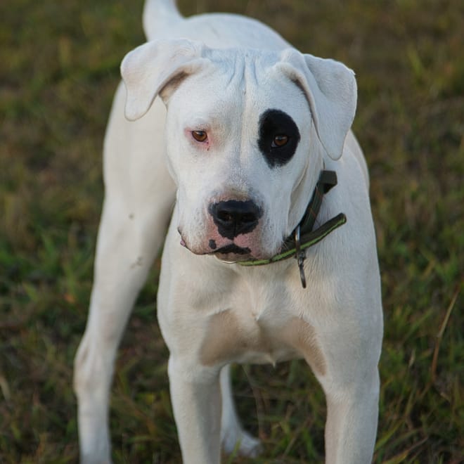 Image of: 13 Little Changes That Make a Big Difference for Older Dogs