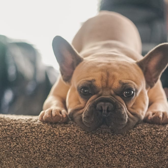 Image of: 12 Foods That Can Help (or Harm) Your Aging Dog