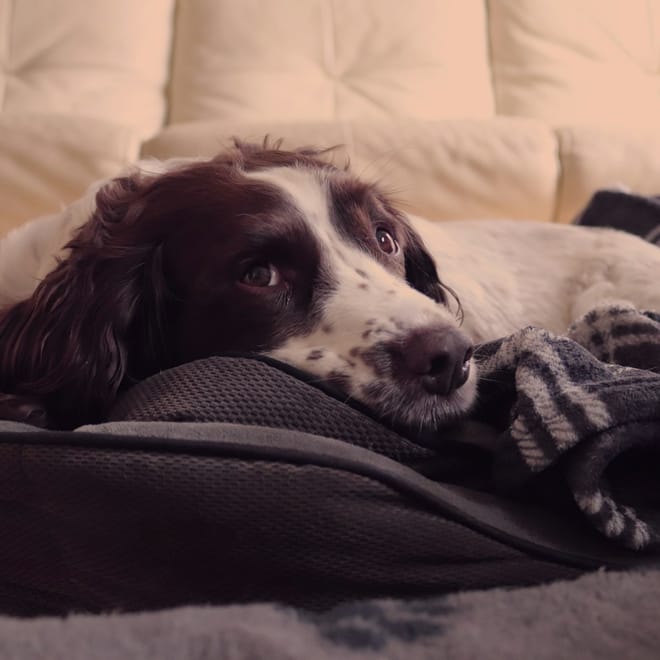 Image of: 10 Touches of Comfort Every Senior Dog Deserves