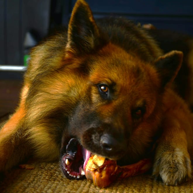 Image of: 8 Fun Games Even the Oldest Dogs Can Still Enjoy