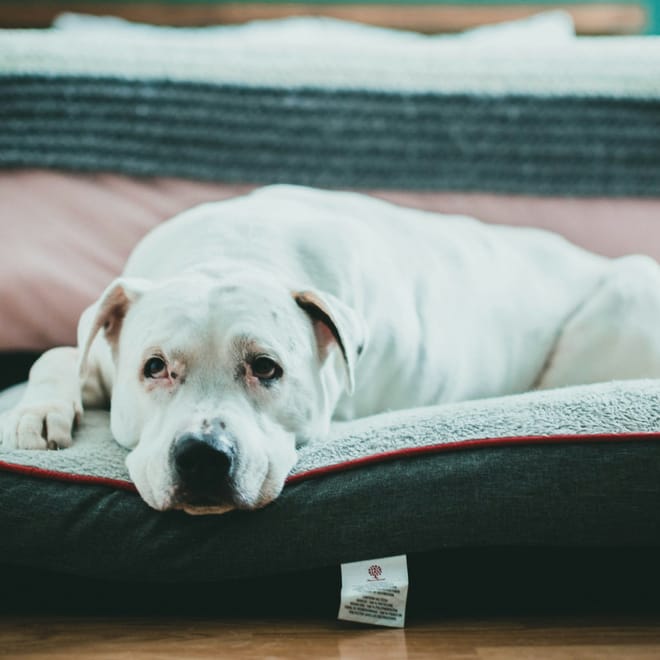 Image of: 7 Daily Habits That Help Senior Dogs Live Longer