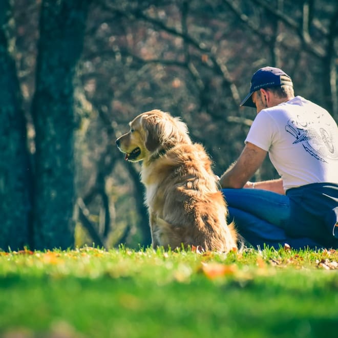 Image of: 5 Ways to Help Your Senior Dog Feel Less Anxious