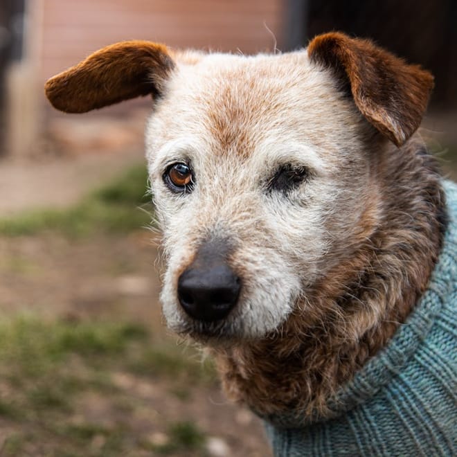 Image of: Can BPC-157 Peptides Help Your Senior Dog's Joint Pain?