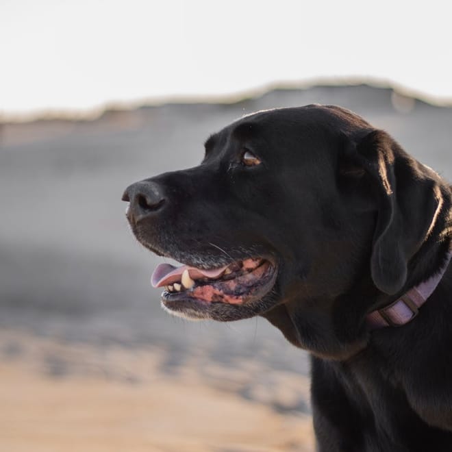 Image of: 11 Things Only Owners of Gray-Muzzled Dogs Will Understand