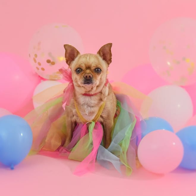 Image of: 8 Creative Ways to Celebrate Your Dog’s Final Years