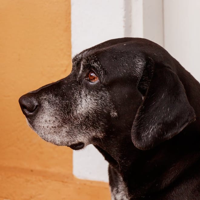 Image of: 9 Truths About Senior Dogs That Will Change How You See Them