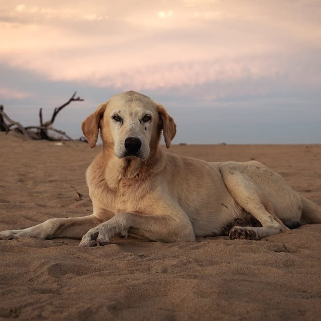 Image of: 15 Unexpected Benefits of Living With a Senior Dog