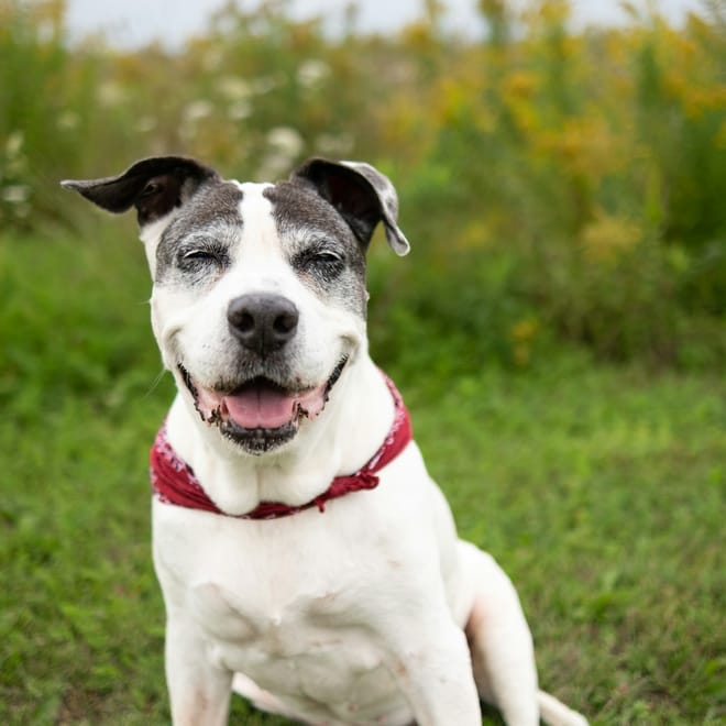 Image of: 11 Signs Your Senior Dog Is Happier Than Ever