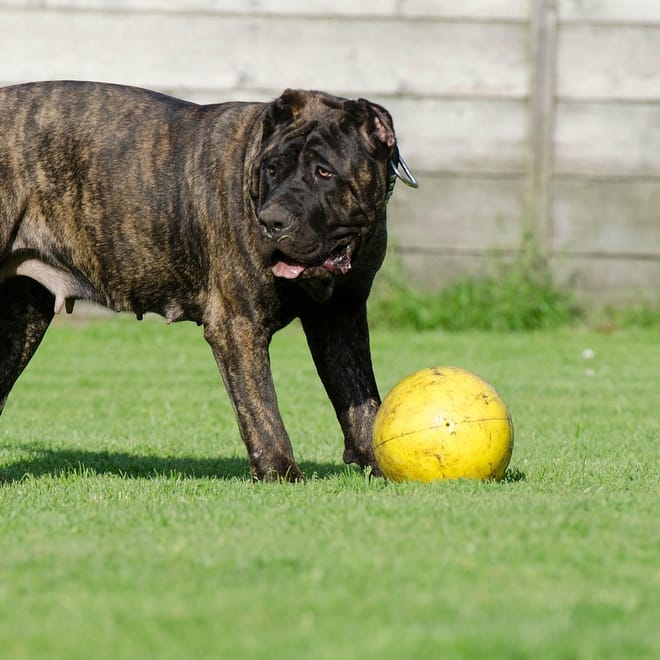 Image of: 11 Quiet Moments With Senior Dogs That Stay With You Forever