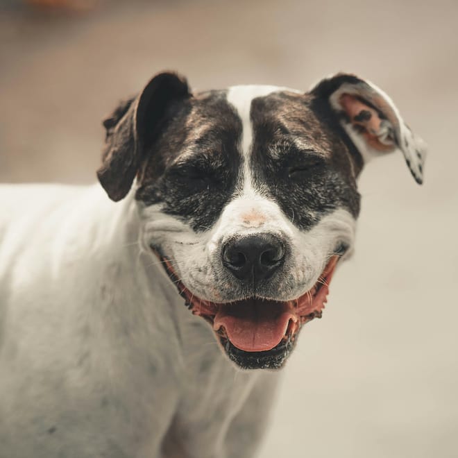 Image of: 13 Ways to Love a Senior Dog Even More Than You Already Do