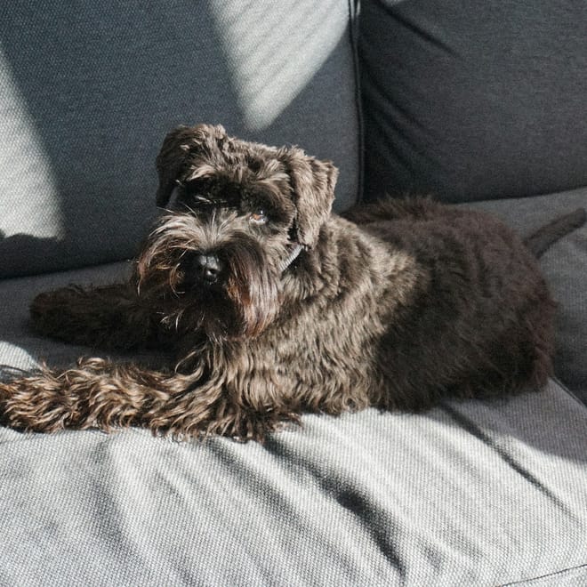 Image of: 10 Ways to Create a Bucket List for Your Aging Pup