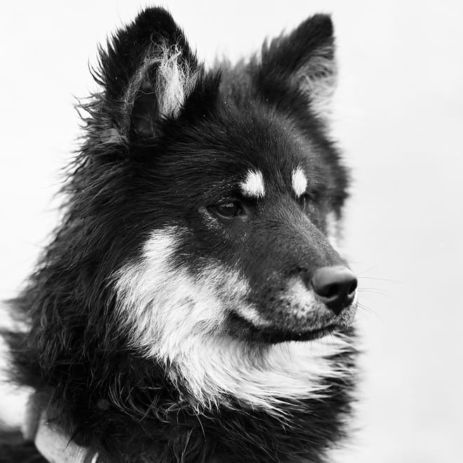 Image of: 6 End-of-Life Decisions Every Dog Owner Should Prepare For