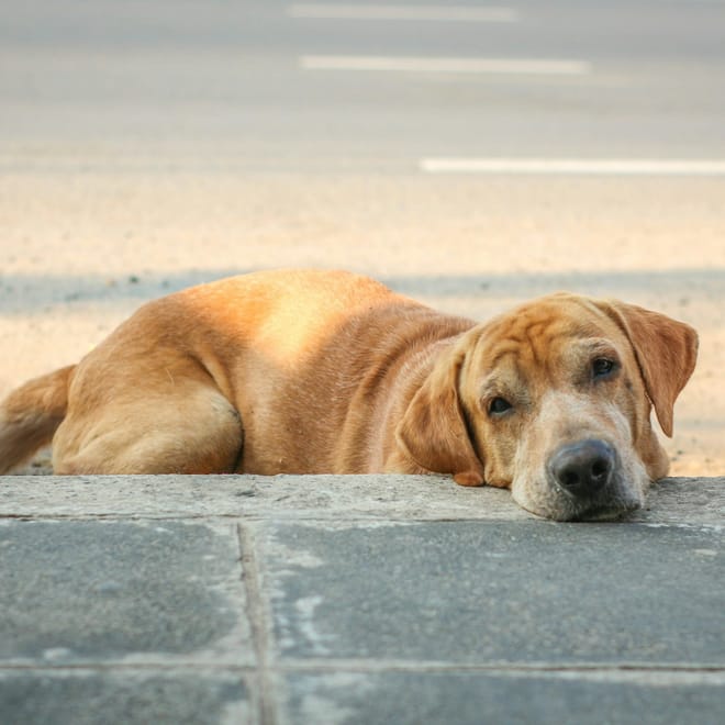 Image of: 8 Tips for Photographing Your Senior Dog Beautifully