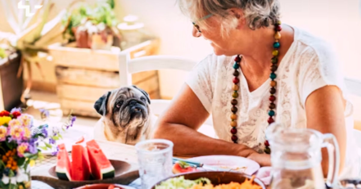 Image of: 10 Beautiful Ways to Celebrate a Senior Dog’s Gotcha Day