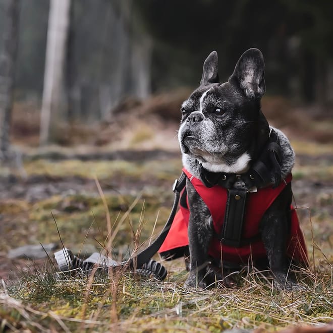 Image of: 9 Senior Dog Adoption Myths—Debunked