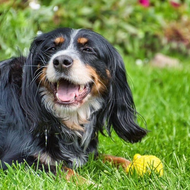 Image of: 10 Gentle Games to Keep Older Dogs Active and Joyful