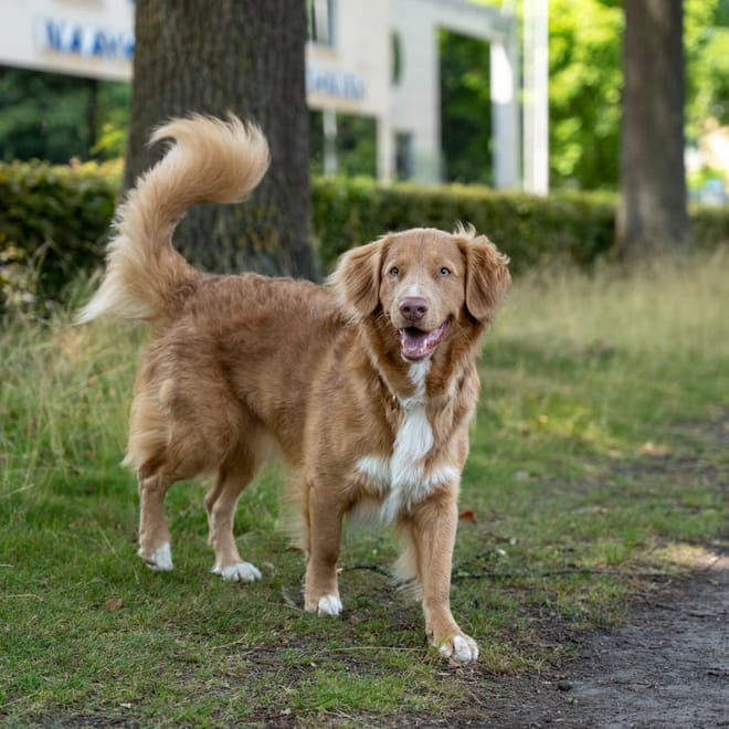 Image of: 9 Senior Dog Behaviors That Actually Mean They’re Happy
