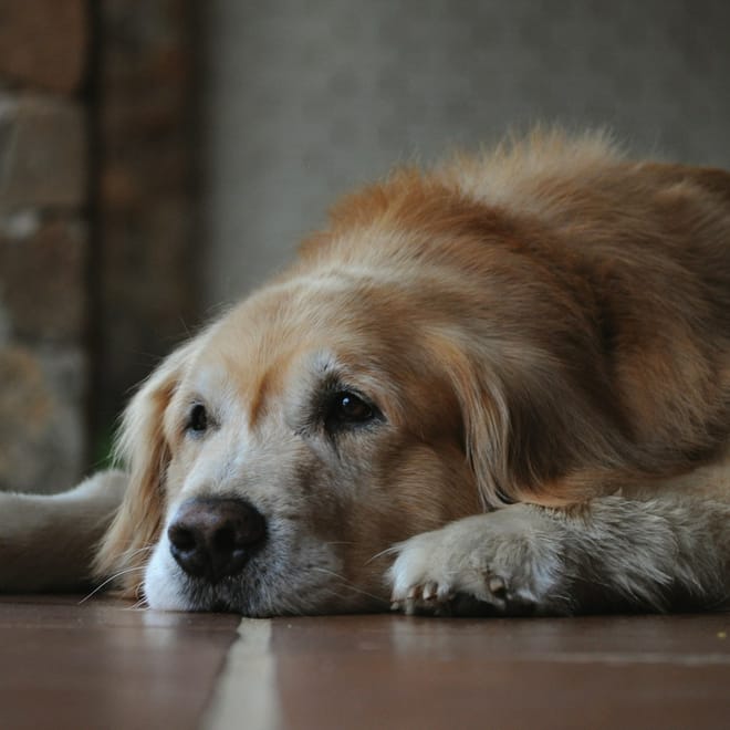 Image of: “My Senior Dog Is Slipping on the Floor”: what it could mean and what to do
