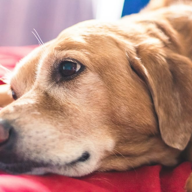 Image of: “My Senior Dog Paces in Circles”: what it could mean and what to do