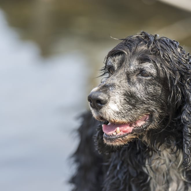 Image of: “My Senior Dog Has Bad Breath All of a Sudden”: what it could mean and what to do