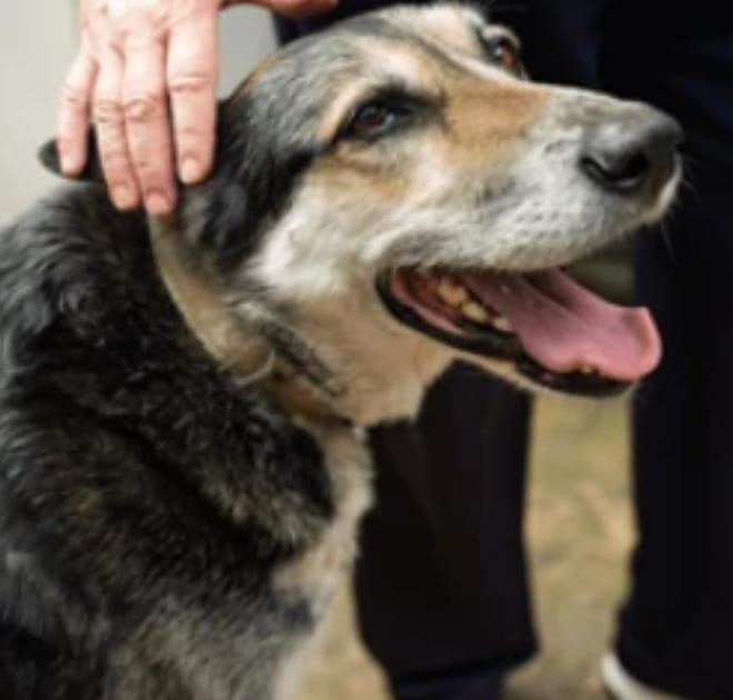 Image of: “My Senior Dog Won’t Stop Licking the Air”: what it could mean and what to do