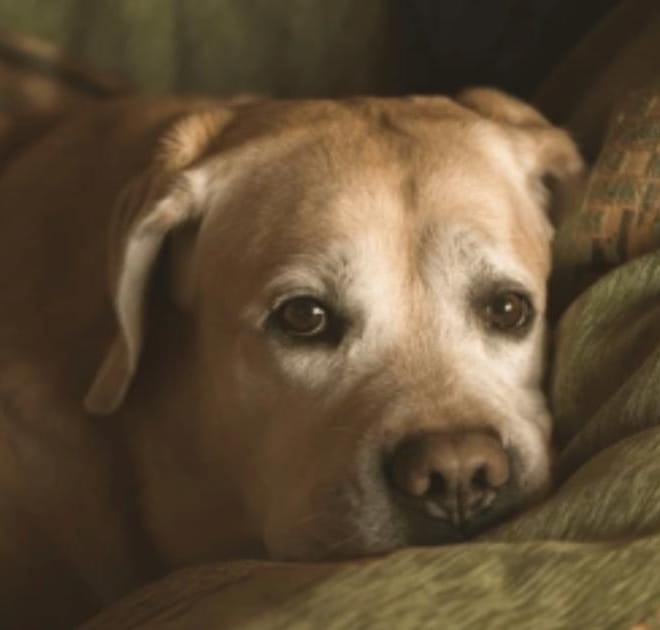 Image of: “My Senior Dog Groans When They Lie Down”: what it could mean and what to do