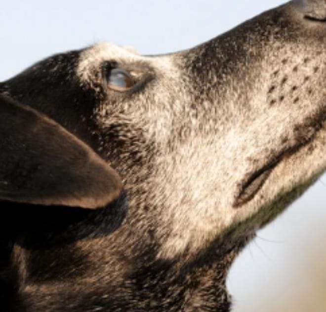 Image of: “My Senior Dog Is Howling at Night”: what it could mean and what to do
