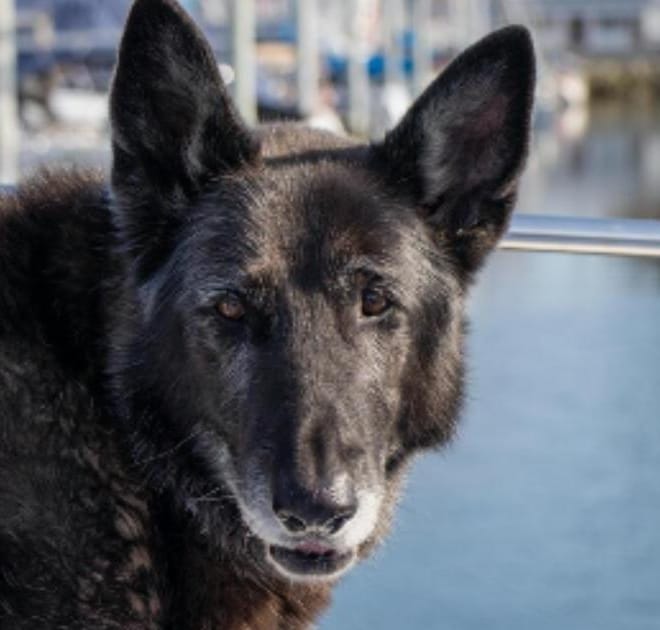 Image of: “My Senior Dog Gets Stuck Behind Furniture”: what it could mean and what to do
