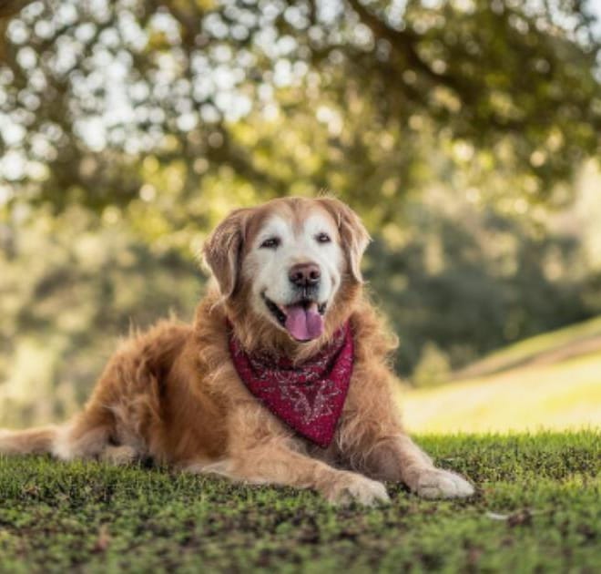 Image of: “My Senior Dog Wanders Aimlessly”: what it could mean and what to do