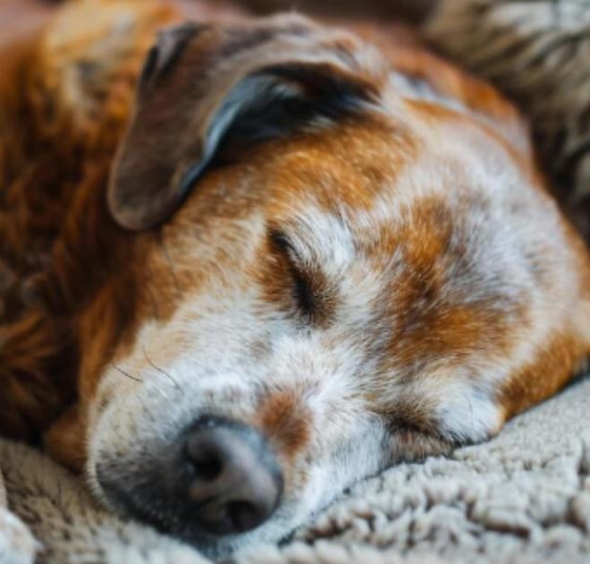 Image of: “My Senior Dog Is Losing Weight Even Though They’re Eating”: what it could mean and what to do