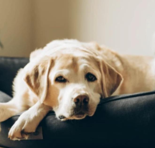 Image of: “My Senior Dog Is Gaining Weight Without Eating More”: what it could mean and what to do