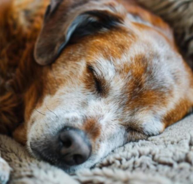 Image of: “My Senior Dog’s Poop Is Suddenly Very Dark”: what it could mean and what to do