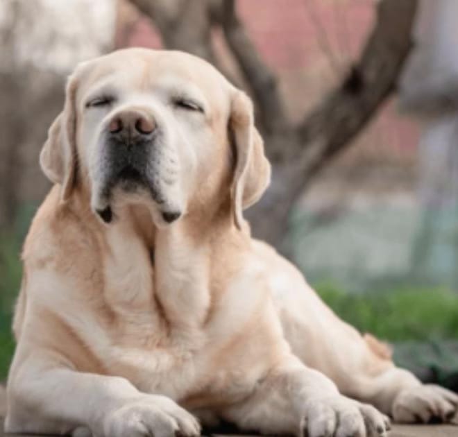 Image of: “My Senior Dog’s Eyes Look Cloudy”: what it could mean and what to do