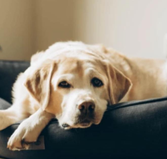 Image of: “My Senior Dog Bumps Into Things”: what it could mean and what to do