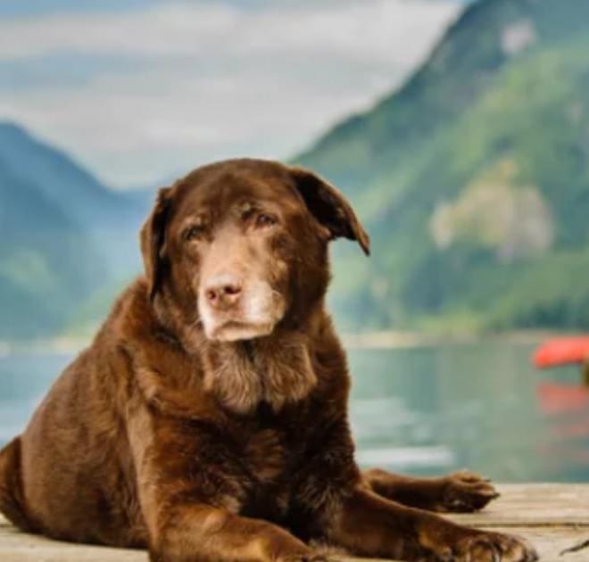 Image of: “My Senior Dog Is Drooling More Than Usual”: what it could mean and what to do