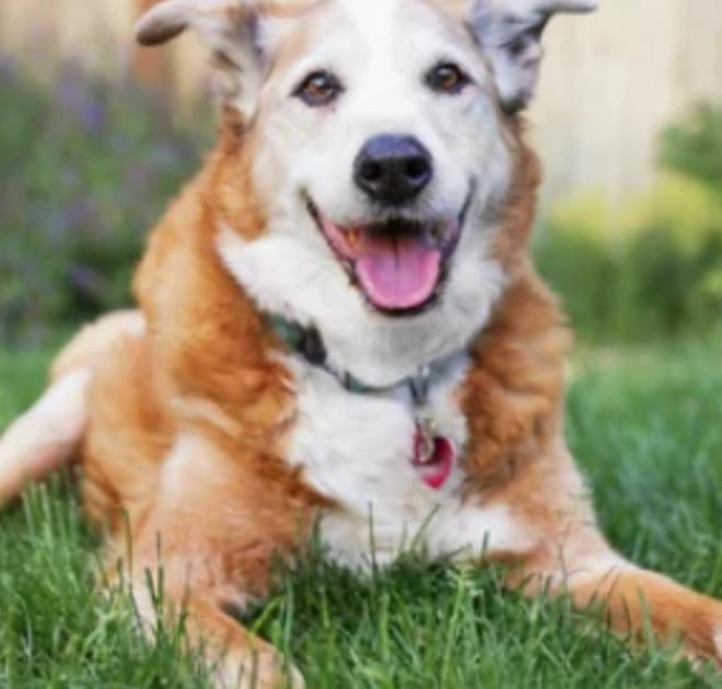 Image of: “My Senior Dog’s Bark Sounds Different”: what it could mean and what to do