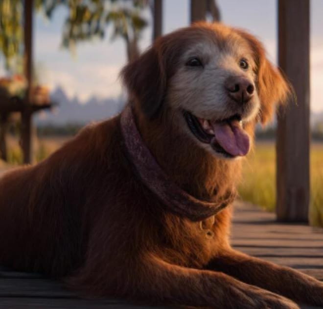 Image of: “My Senior Dog Is Coughing at Night”: what it could mean and what to do