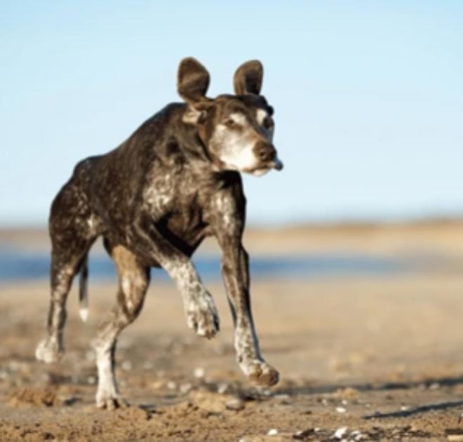 Image of: Why Does My Senior Dog Bunny Hop When Running?