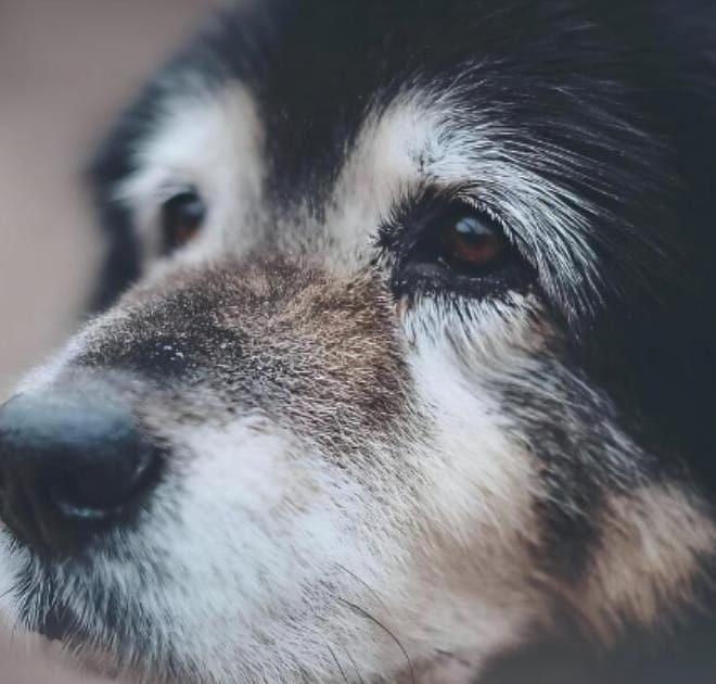 Image of: “My Senior Dog Won’t Eat in the Morning”: what it could mean and what to do