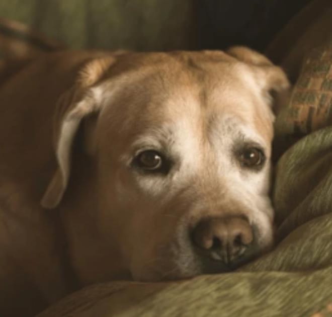 Image of: “My Senior Dog Smells Different”: What It Could Mean and What to Do