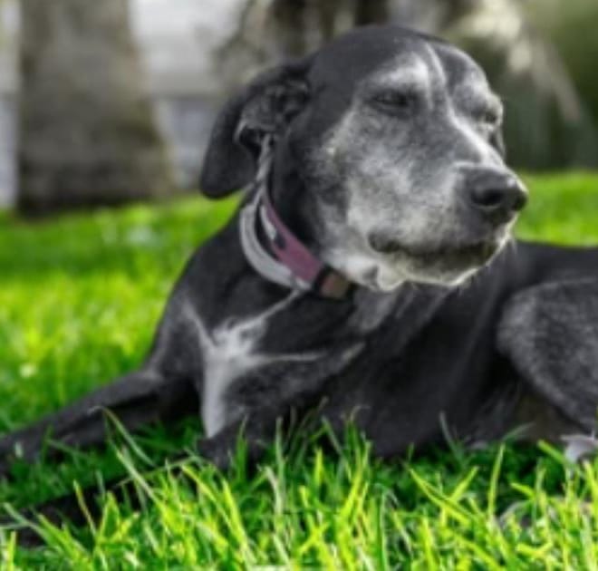 Image of: “My Senior Dog Avoids Being Petted”: what it could mean and what to do
