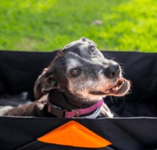 Image of: My Senior Dog Keeps Falling: When It’s Time for Immediate Vet Help