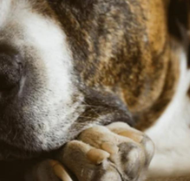 Image of: “My Senior Dog’s Nails Grow Extremely Fast”: What It Could Mean and What to Do