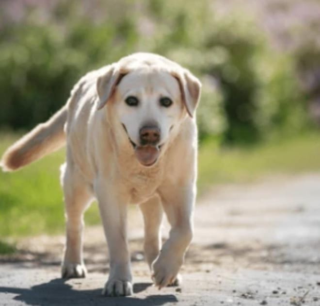 Image of: Why Is My Senior Dog Slowing Down on Walks?