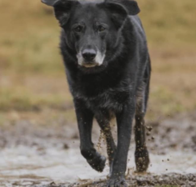 Image of: My Senior Dog Can’t Jump on the Couch Anymore: What Changed?