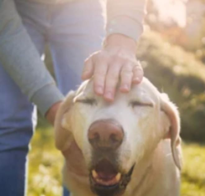 Image of: “My Senior Dog Growls When I Touch Their Back”: what it could mean and what to do